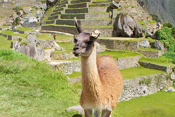 Una llama sobre uno de los circuitos de Machu Picchu